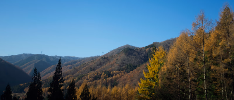 A beautiful autumn forest with tall trees and rolling mountains in the background.