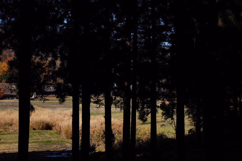 A row of dark pine trees stands in the foreground, overlooking a grassy field with some distant buildings.