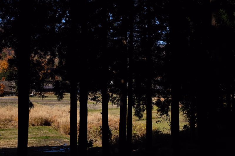 A photo of a forest with a field in the background and a building partially visible.
