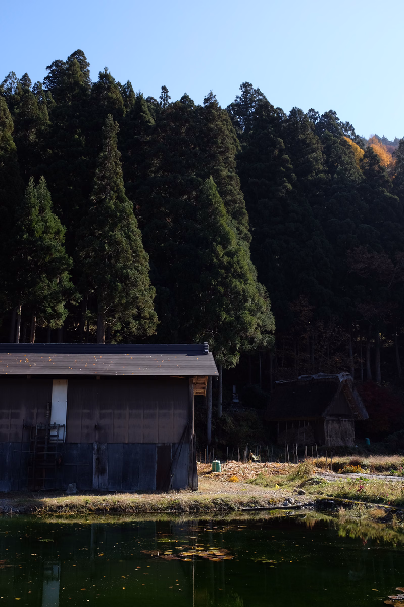 A small wooden building sits near a pond, backed by a dense forest of tall evergreen trees under a clear blue sky.