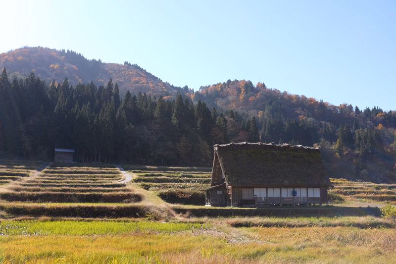 A traditional thatched hut sits near a rice field bordered by a dense forest with colorful autumn leaves under a clear sky.
