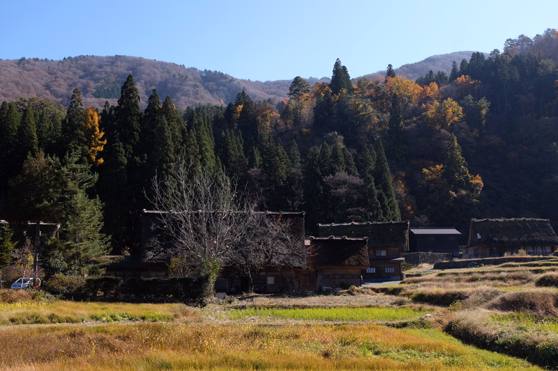 Traditional Japanese houses are nestled at the edge of a dense forest overlooking a grassy rice field during autumn.