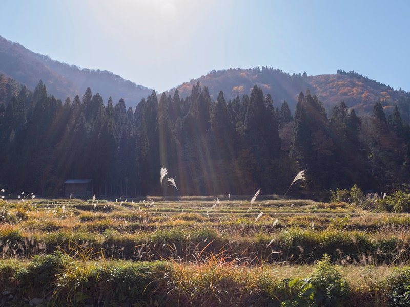 Sunlight streams through a dense forest of tall trees bordering a grassy field with rolling mountains in the background.