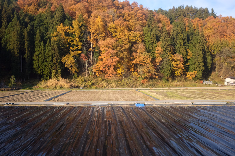 Rows of grapevines covered in dark leaves stretch across a field bordered by a dense forest showing vibrant autumn colors.