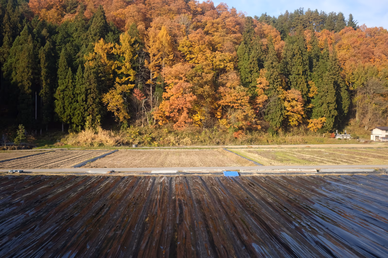 A photo of a field with rows of crops, surrounded by a forest of autumn-colored trees.