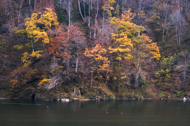 A serene lake surrounded by vibrant autumn foliage and a few seagulls floating on the calm water.