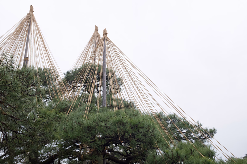 Three tall, conical art sculptures made of thin lines rise above a cluster of green pine trees against a bright sky.