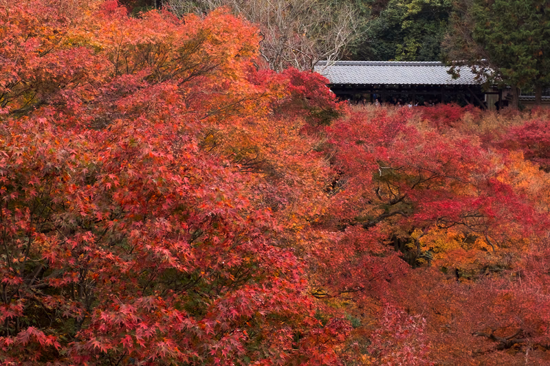Vibrant red and orange autumn maple leaves surround a traditional Japanese building with a dark tiled roof.