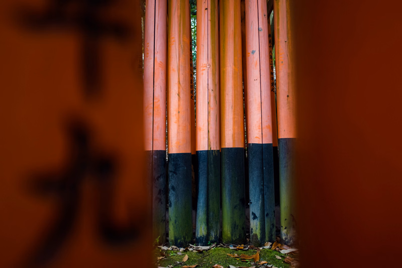 A row of tall, orange wooden fence posts with black painted bases stands outdoors.