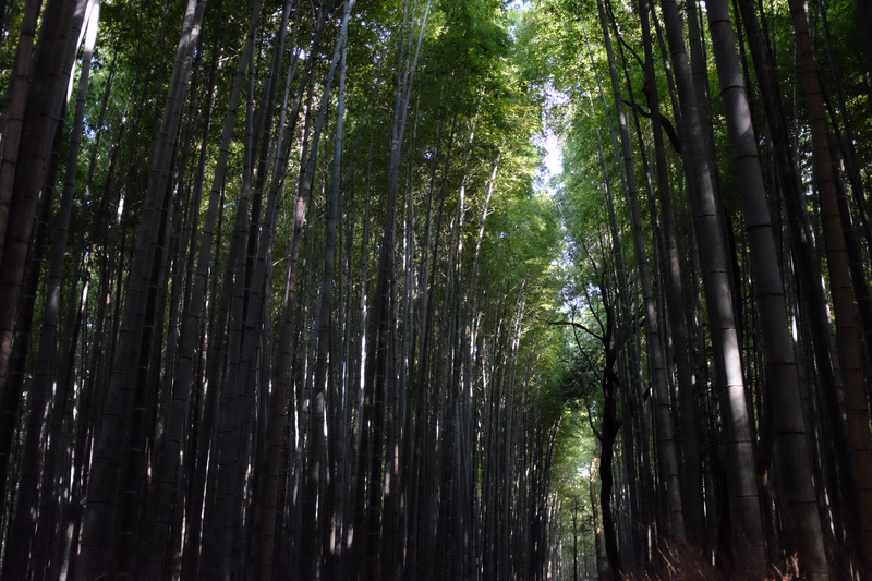 A dense, towering bamboo forest creates a natural tunnel with bright light filtering through the canopy above.