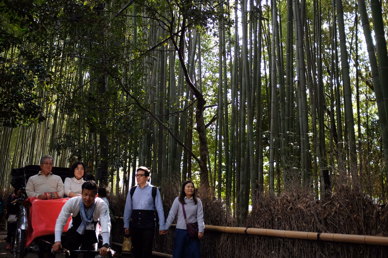 A group of tourists walks through a dense, tall bamboo forest with sunlight filtering through the stalks.