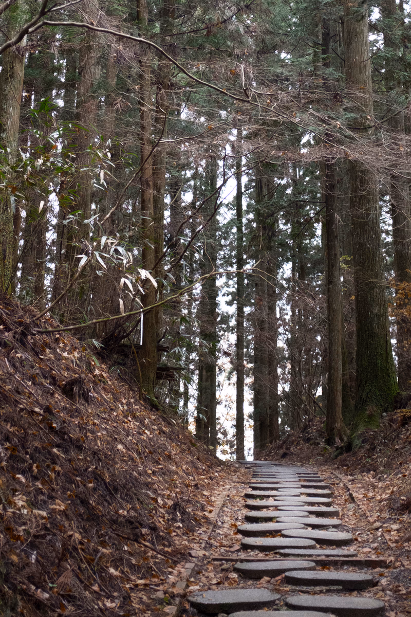 A serene forest path surrounded by tall trees and fallen leaves.