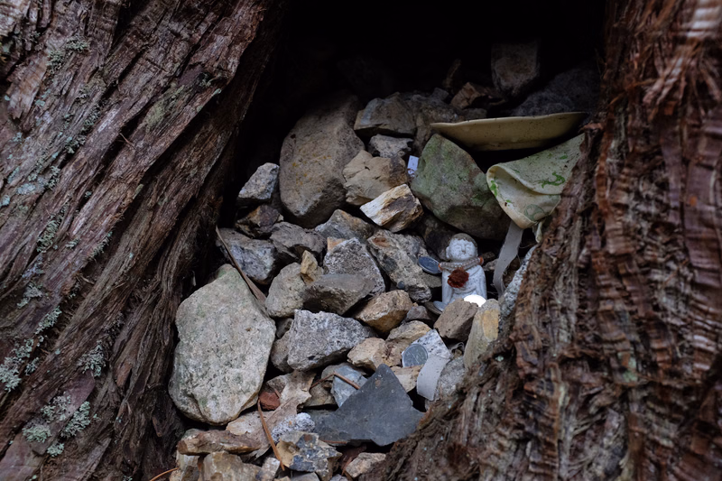 A dark hollow in a large tree trunk is filled with various rocks and pieces of discarded trash, including a small white object.