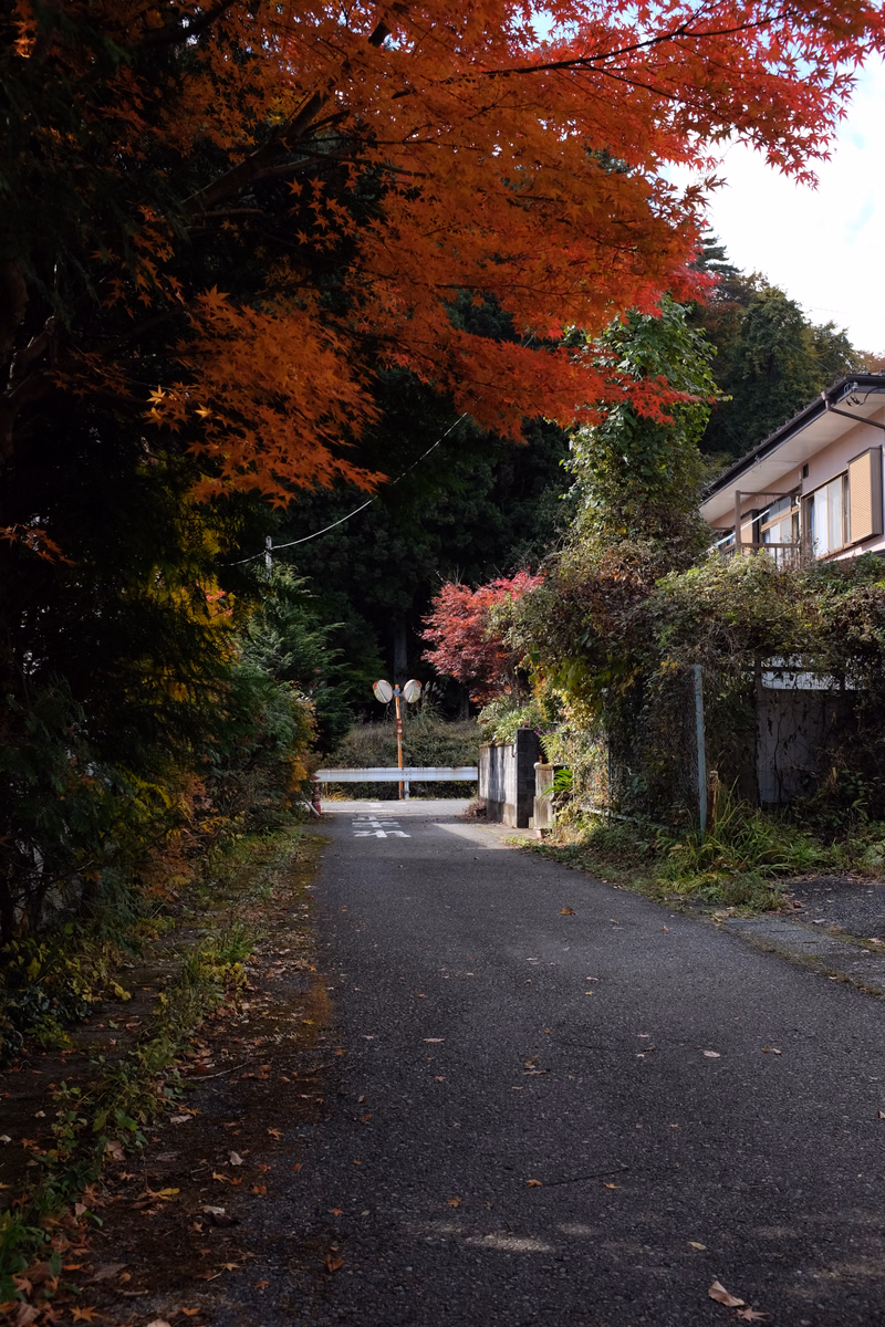 A paved road lined with vibrant red and orange autumn leaves leads toward a small house nestled among trees.