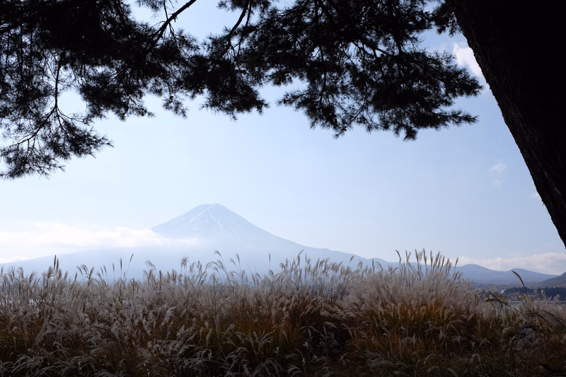 A snow-dusted mountain peak is visible through the dark branches of pine trees, overlooking a field of frosted grass.