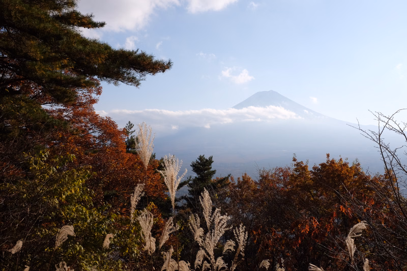 A large, snow-capped mountain peak rises above a layer of clouds, viewed from a foreground of dense trees.