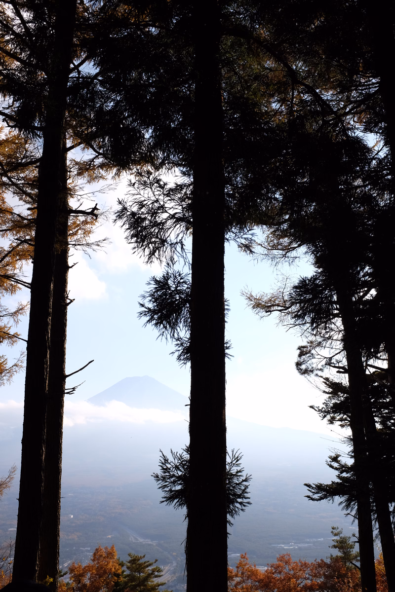 Tall pine trees frame a view of a distant mountain peak under a bright sky.