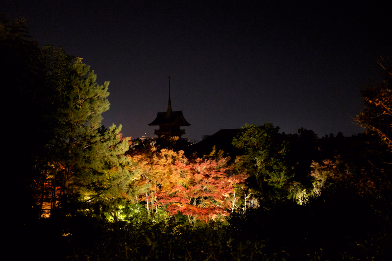 A pagoda is visible above a canopy of trees displaying vibrant red and yellow autumn leaves at night.
