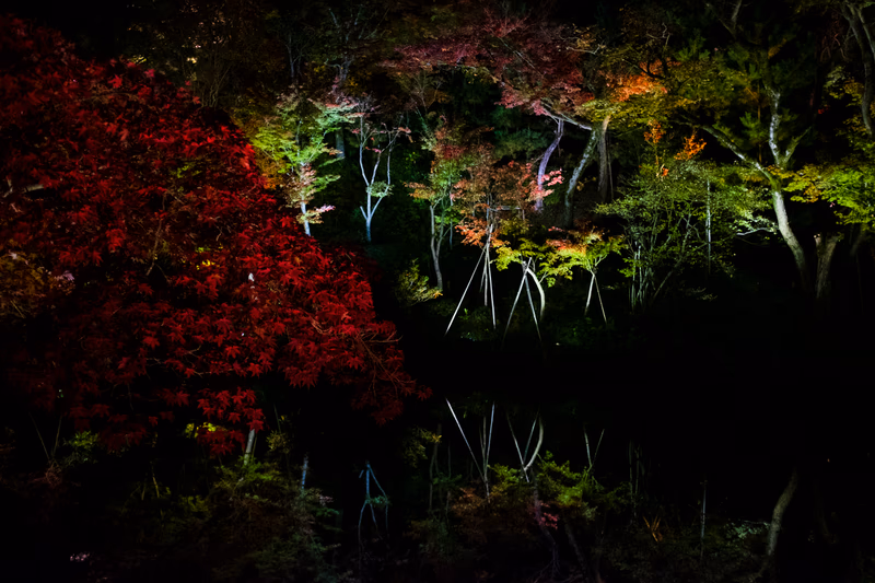 A serene night scene with a tree reflected in a still water body, illuminated by soft lights.