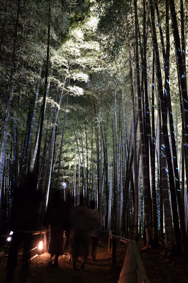 A narrow path winds through a dense, tall bamboo forest illuminated by soft, glowing lights at night.