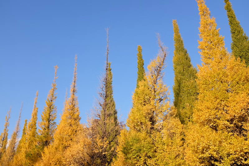 A vibrant scene of tall, slender trees displaying bright yellow and golden autumn foliage against a clear blue sky.