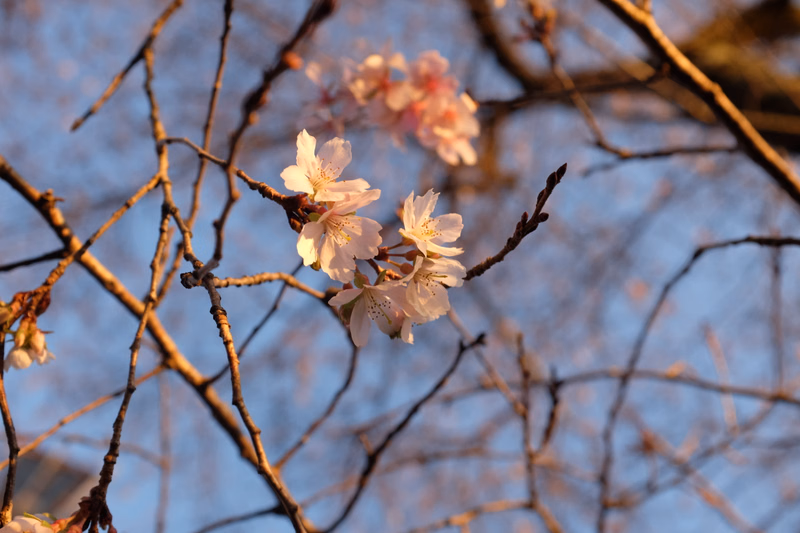 A cluster of white and pink cherry blossoms blooms on a branch against a bright blue sky.