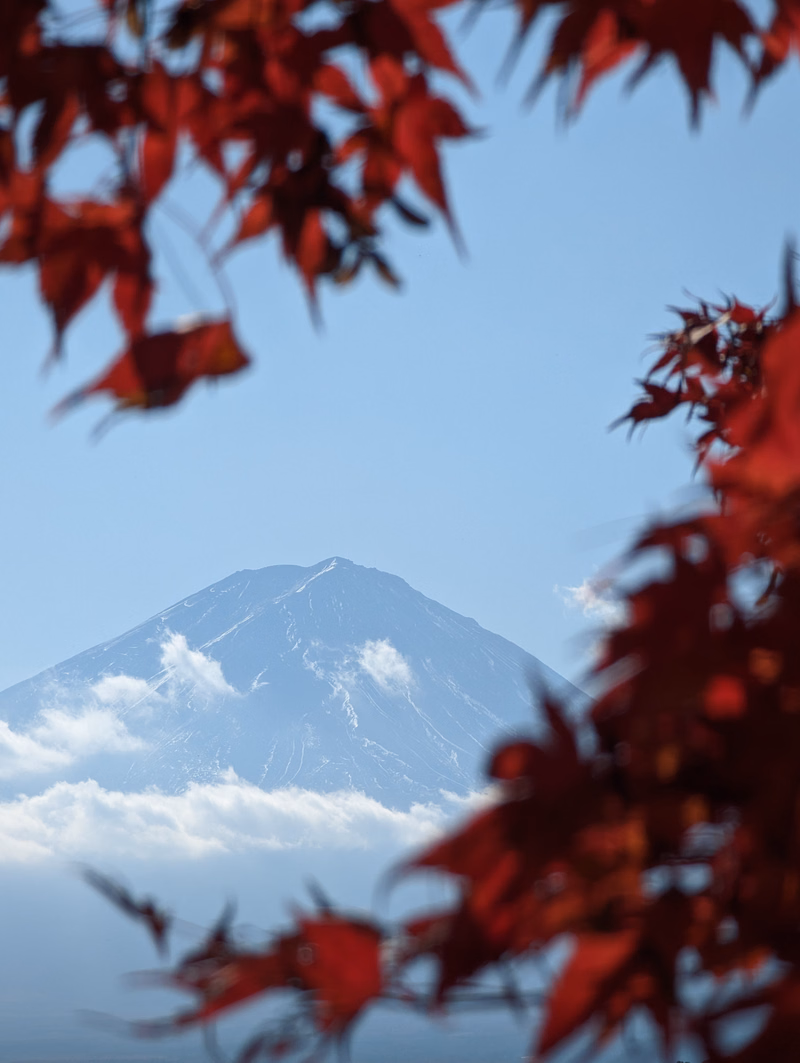 A large, snow-capped mountain is framed by red cherry blossoms against a clear blue sky.
