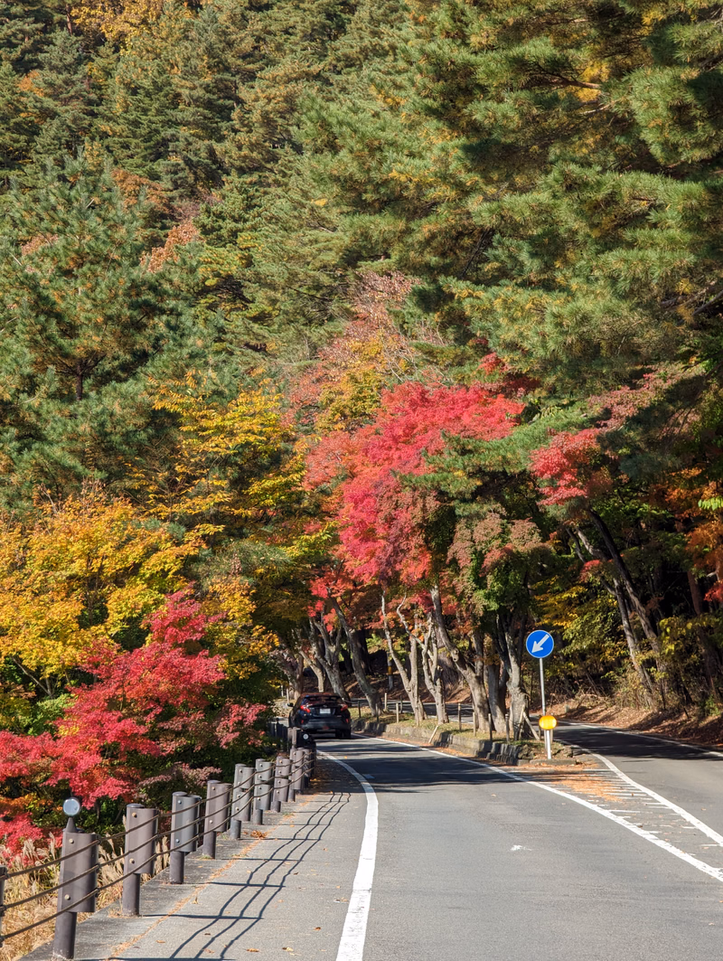 A winding road cuts through a dense forest displaying vibrant autumn leaves in red, yellow, and green.
