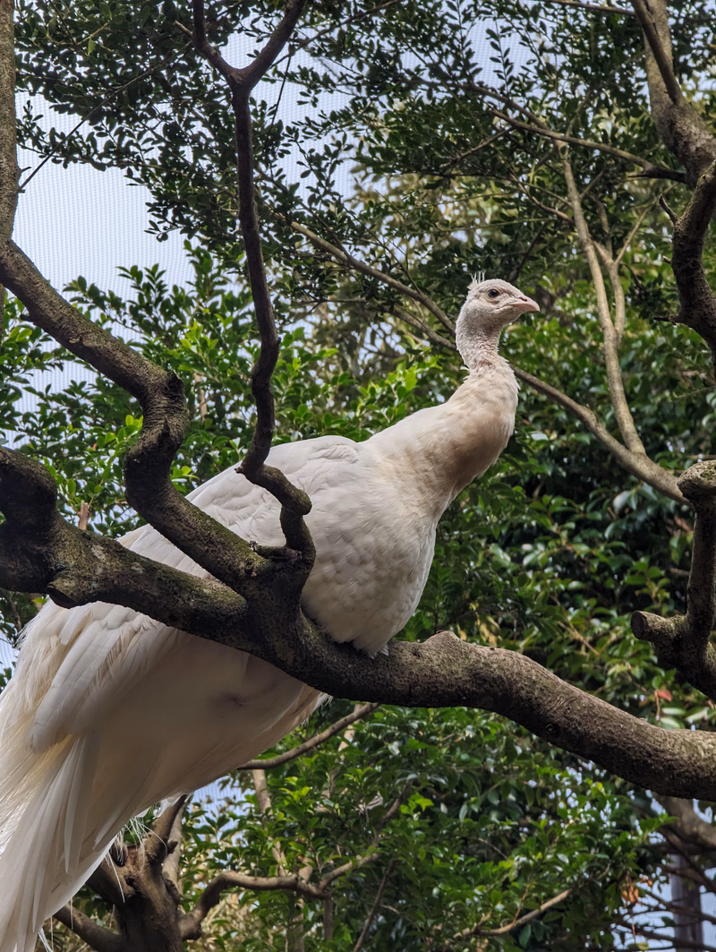 A white peafowl stands on a thick, dark tree branch amidst lush green foliage.