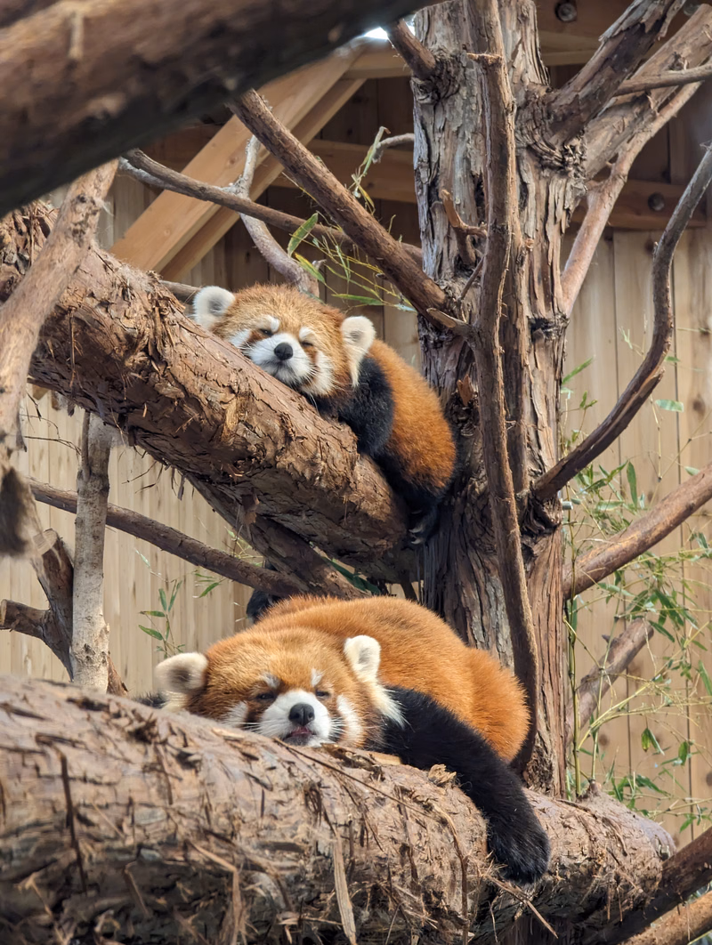 Two red panda animals are resting on thick, rough tree branches in an outdoor enclosure.