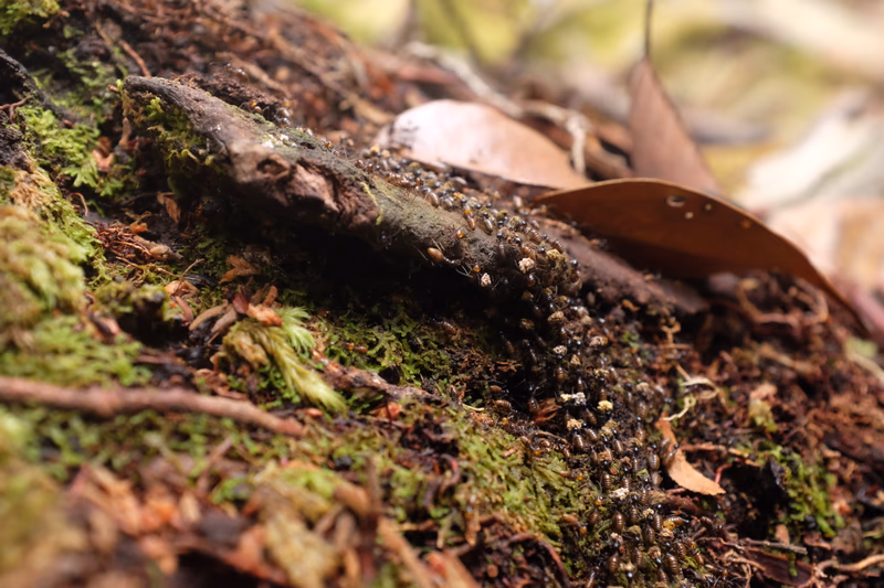 A close-up of a forest floor with moss, leaves, and small insects