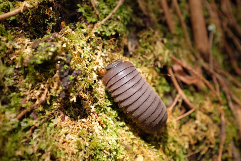 A brown millipede is crawling across a moss-covered, decaying log in a damp forest environment.