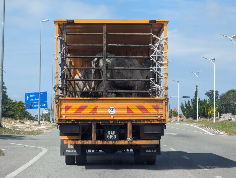 A truck carrying an elephant on a road.
