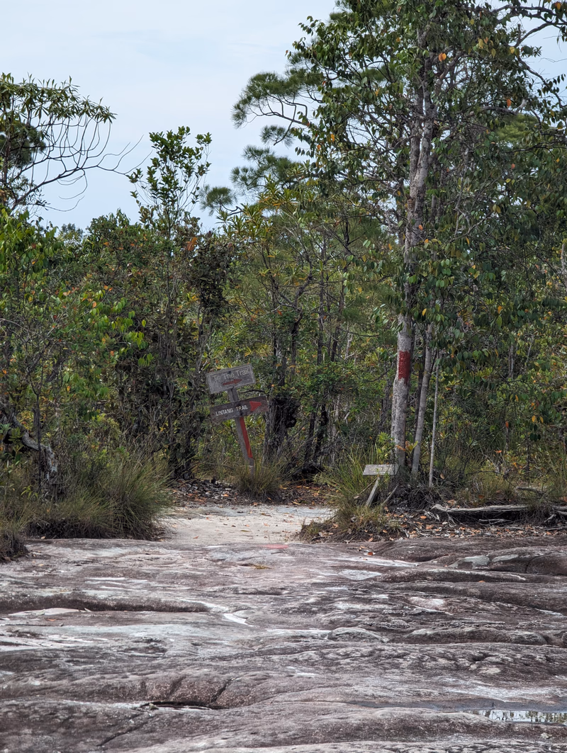 A photo of a rocky path surrounded by trees and a sign.