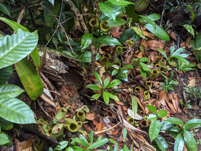 A lush, green forest floor teeming with carnivorous plants