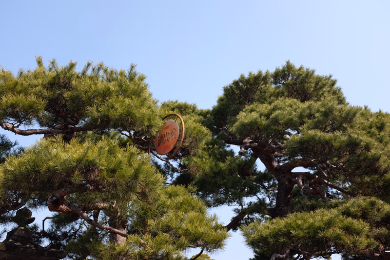 A wooden sign with Japanese characters, reading "海松", is attached to the branches of a large pine tree against a clear blue sky.