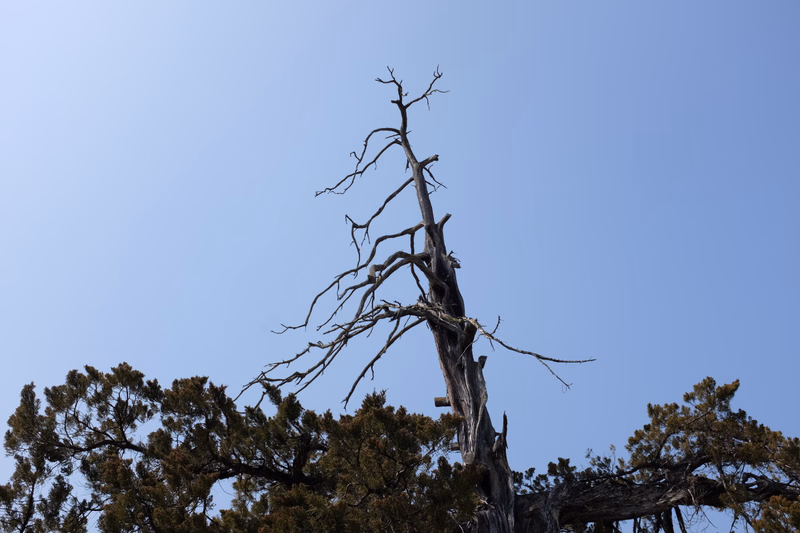 A tall, dead, bare tree stands against a clear, light blue sky, surrounded by green pine trees below.