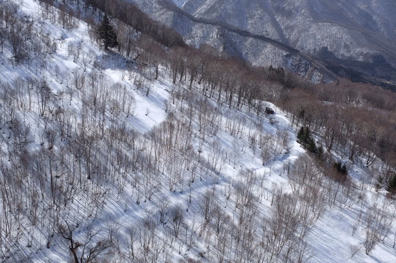 A snowy, wooded slope covered in bare trees ascends a dark mountain in winter.