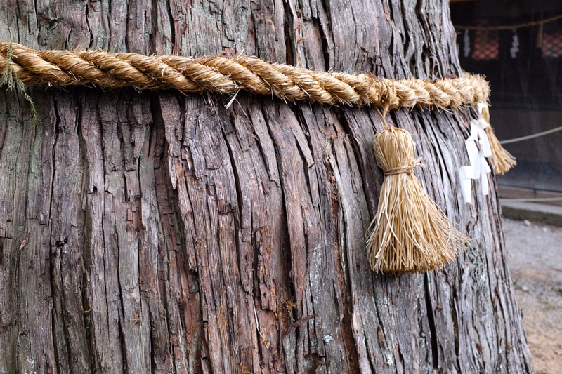 A thick, woven rope is tied around the rough, textured bark of a large tree, with a straw tassel hanging from it.