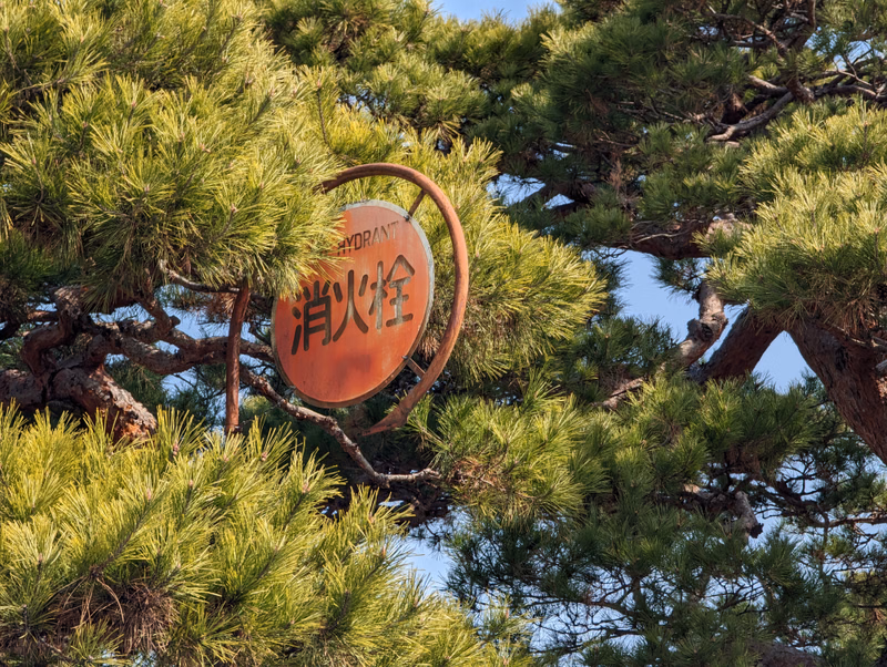 A rusty, circular fire hydrant sign with Japanese characters "消火栓" is partially visible among the dense green needles of a pine tree.