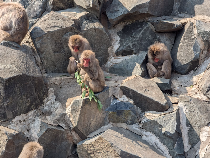 Several brown macaques are resting on large, stacked grey rocks in an outdoor setting.