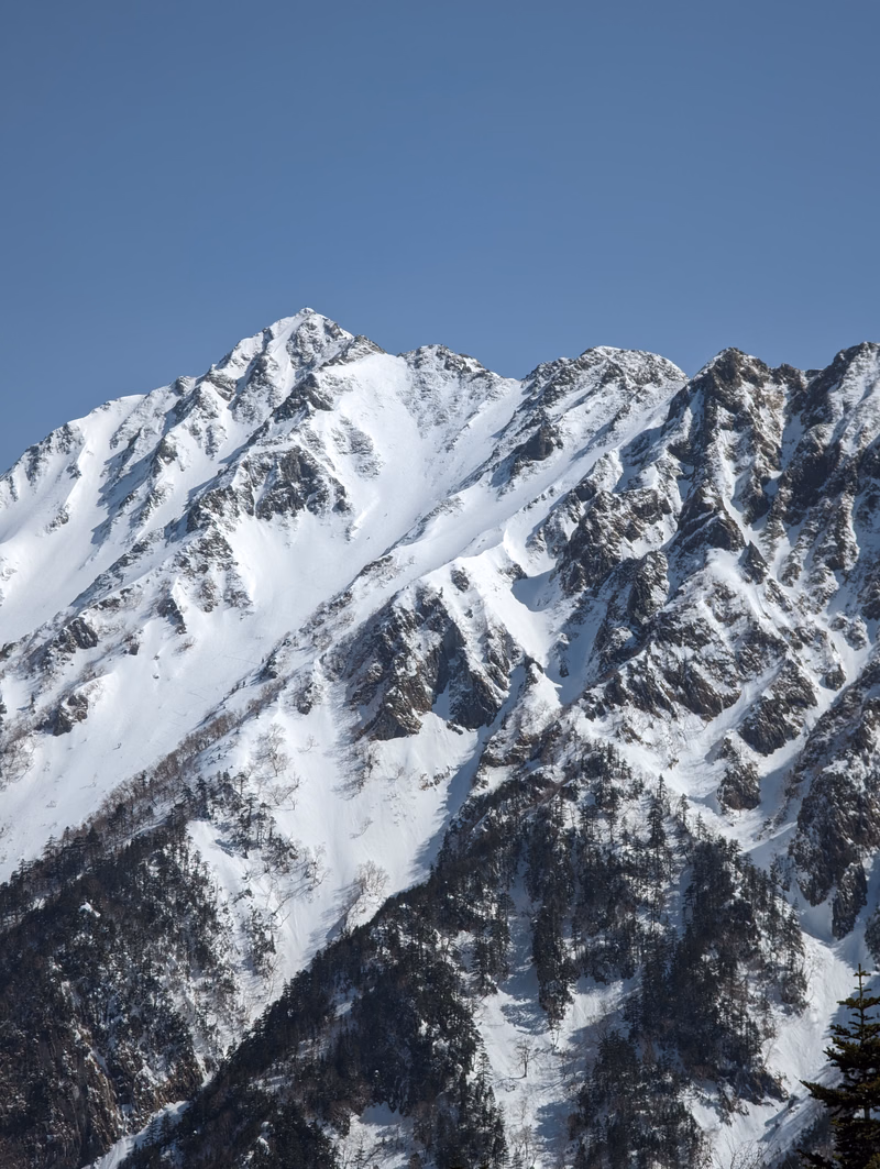 A majestic view of snow-covered mountain peaks rising against a clear blue sky, with dark evergreen forests covering the lower slopes.