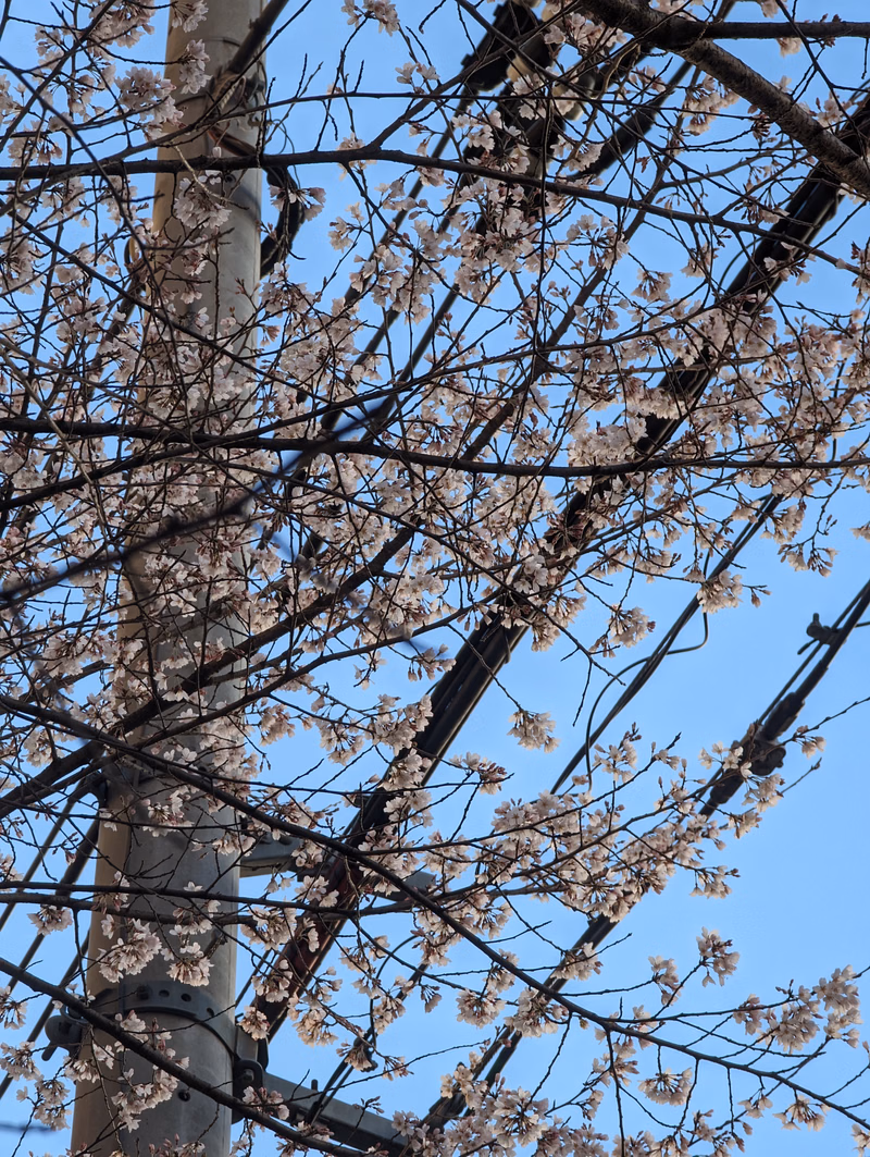 Branches of cherry blossom trees with light pink flowers are visible against a clear blue sky.