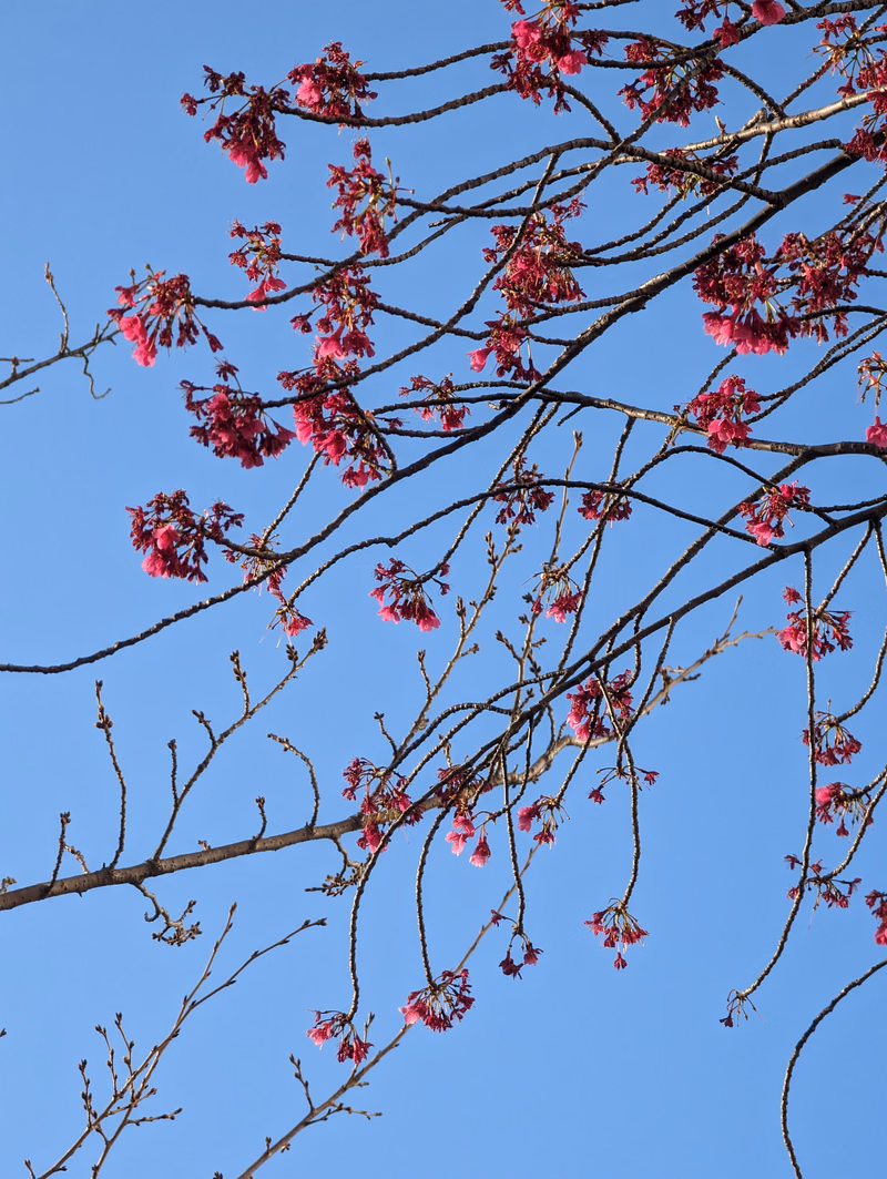Branches of a tree covered in vibrant pink cherry blossoms against a clear blue sky during springtime.