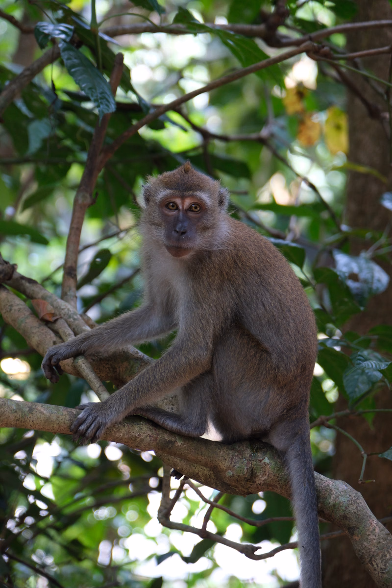 A brown langur monkey is perched on a thick branch amidst lush green foliage in a forest setting.