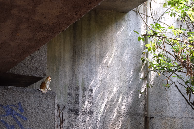 A small cat sits on a concrete ledge under an overhang, with dappled sunlight and foliage visible on the wall beside it.