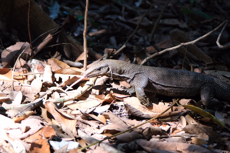 A monitor lizard is resting on a bed of dry, brown fallen leaves in a shaded outdoor area.