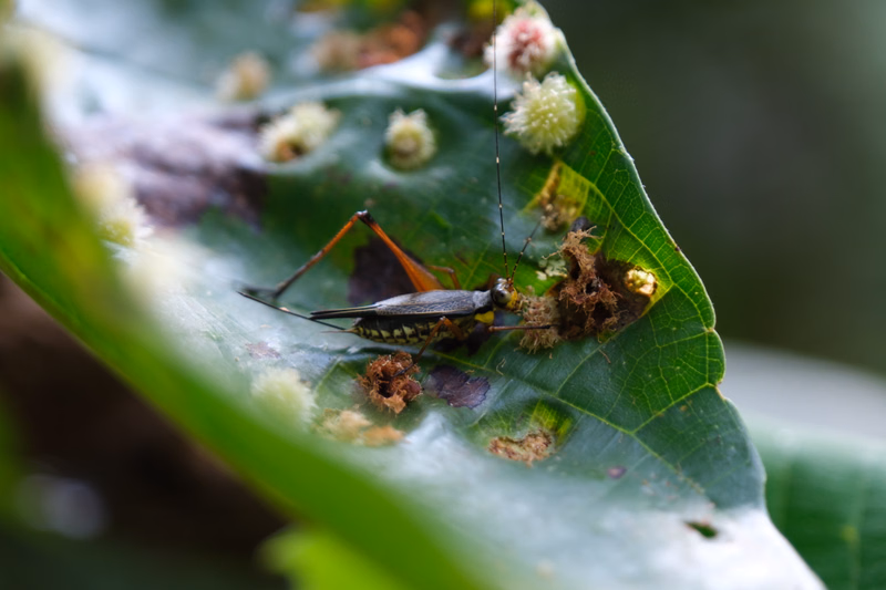 A praying mantis with orange legs is perched on a green leaf covered in small white and brown spots.