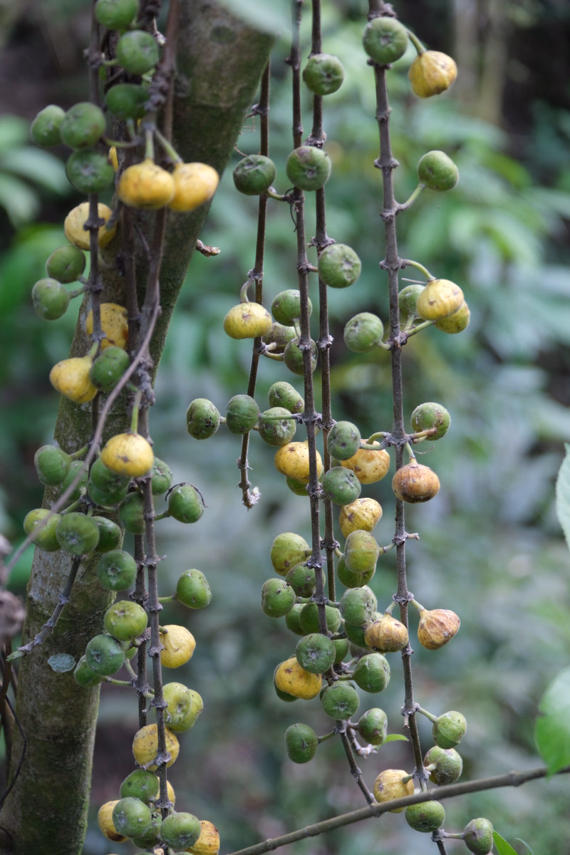 Clusters of small, round, green and yellow fruits hang from the branches of a tree against a blurred green background.