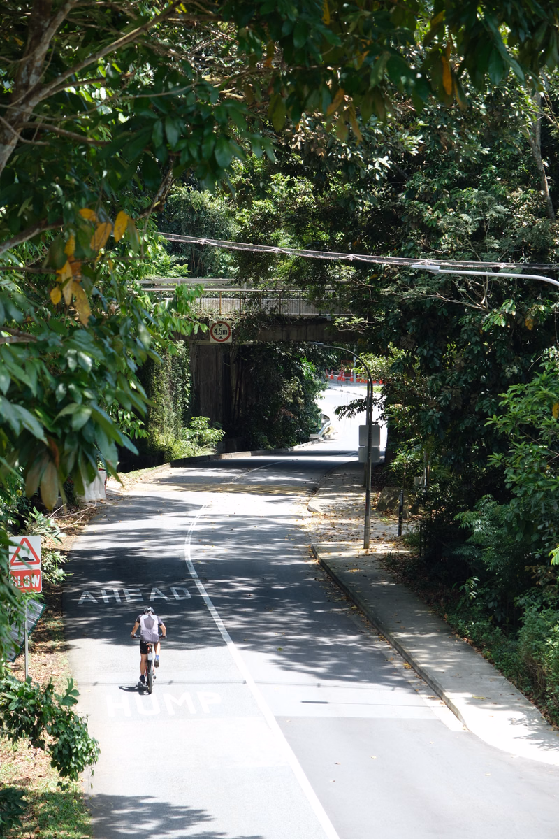 A cyclist rides on a paved road passing under a wooden bridge surrounded by dense green trees.